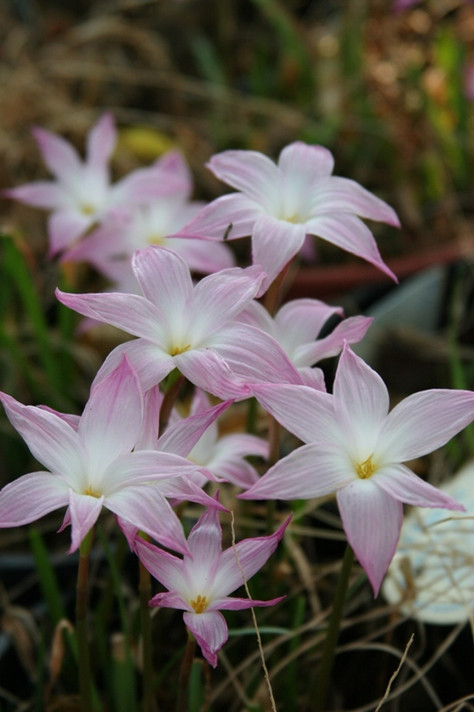 Zephyranthes 'Labuffarosa' - Pink Rain Lily - Four - 4" pots 
