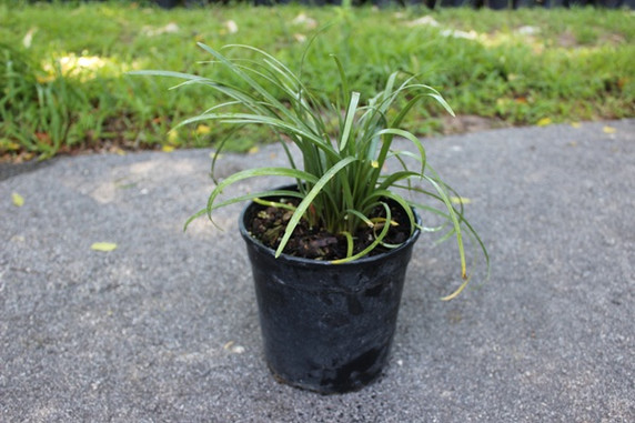Zephyranthes 'Labuffarosa' - Pink Rain Lily - 1 - 1 gallon pot 