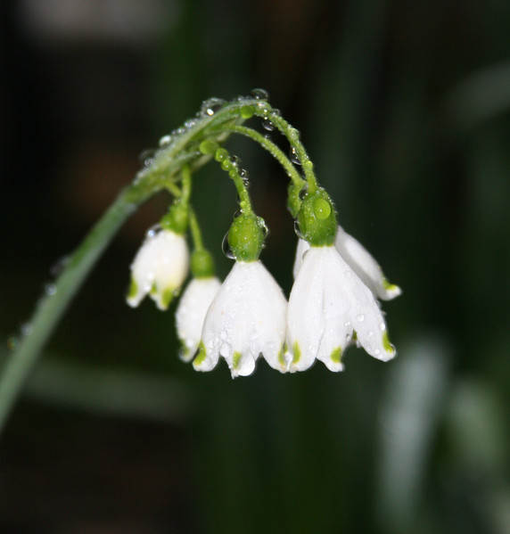 Heirloom "Snowflakes" - 10 bulbs