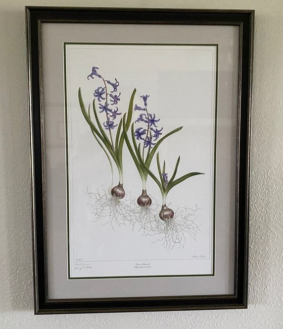 "Hyacinthus orientalis" allows us to offer the beauty and form of this rare bulb for every home. Sometimes this bulb is referred to as the French Roman Hyacinth, a tribute to clumps still found along old Roman roads in France.