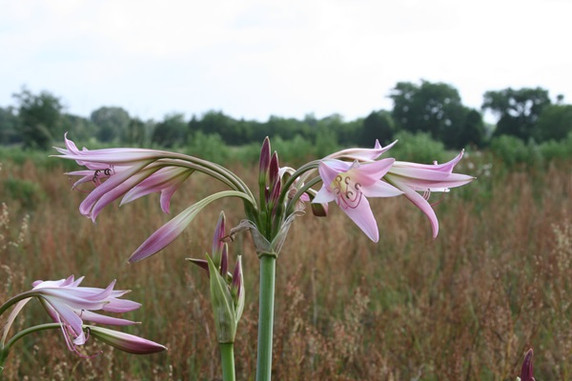 Crinum powellii 'Roseum'  (Jumbo)