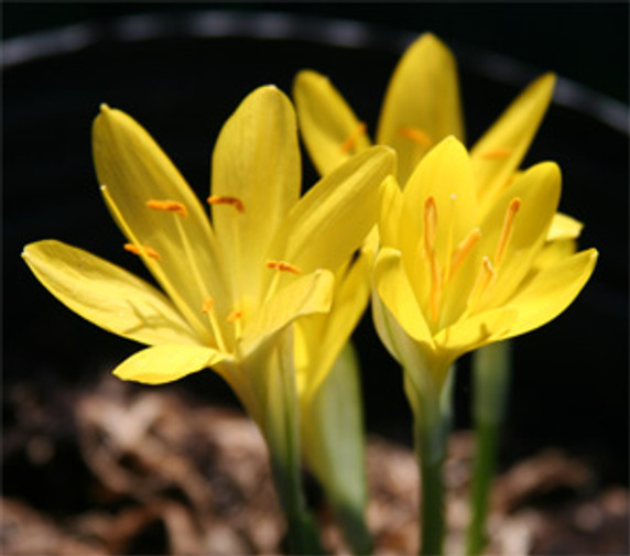 Sternbergia lutea "Autumn Daffodil" - 5 bulbs