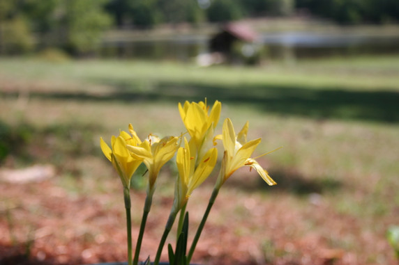 Sternbergia lutea "Autumn Daffodil" - 5 bulbs