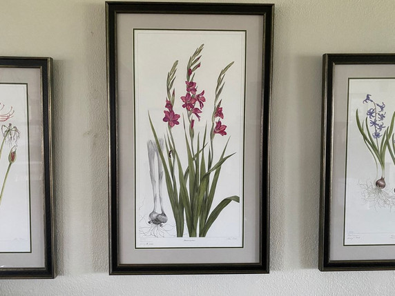"Gladiolus byzantinus" is slender, elegant, and awe inspiring.  The classic gray background line drawing of the corm structure relates the viewer back to the first specimens collected along the southern coasts of Spain.