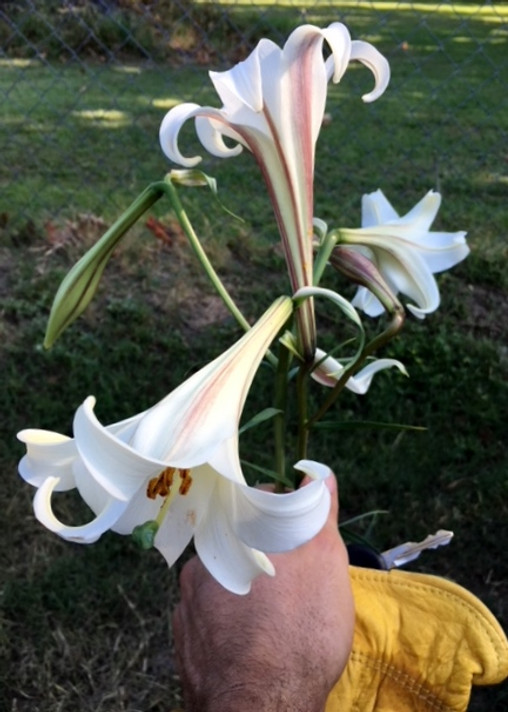 Lilium formosanum Dwarf 'Philippine Lily' - Four 4" pots 