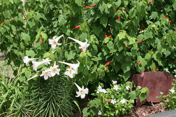 Lilium formosanum Dwarf 'Philippine Lily' - Four 4" pots 