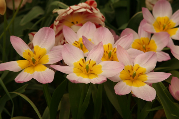 Tulipa bakeri 'Lilac Wonder' - 20 bulbs