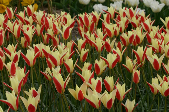 Tulipa clusiana 'Tinka' - 20 bulbs