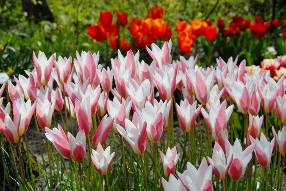 Tulipa clusiana 'Lady Jane' - 20 bulbs