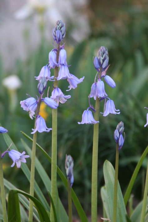 Hyacinthoides hispanica 'Spanish Bluebells' - 10 bulbs 