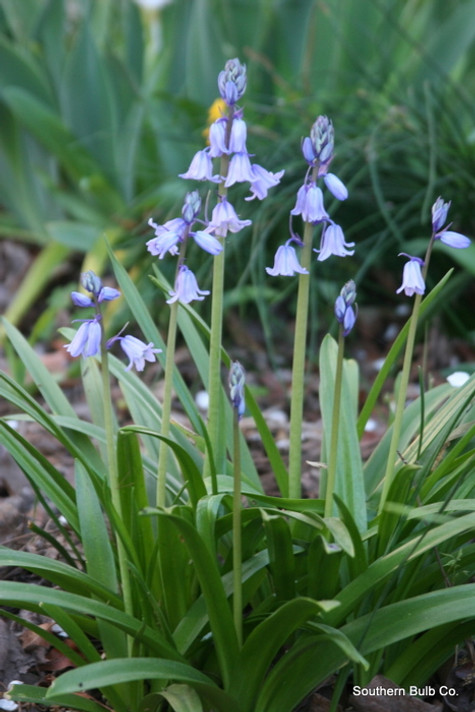 Hyacinthoides hispanica 'Spanish Bluebells' - 10 bulbs 
