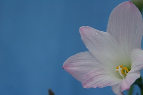 Habranthus robustus 'Pink Rain Lily' -  Four 4" pots 