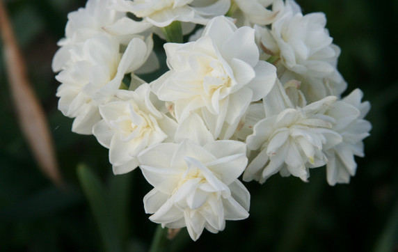 Daffodil  'Erlicheer' - 10 bulbs