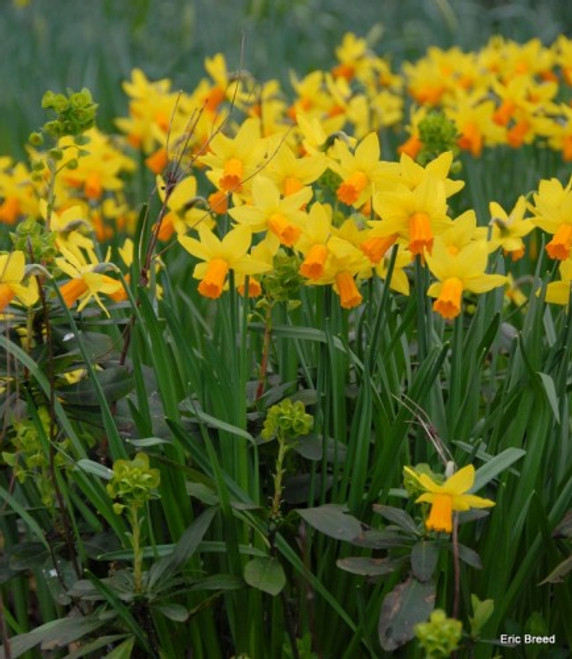 Daffodil 'Jetfire' - 5 bulbs