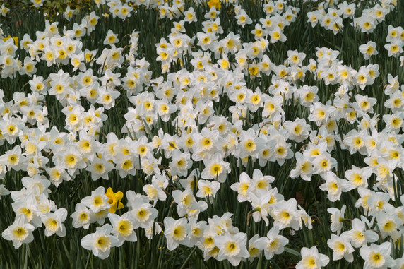 Daffodil 'Ice Follies' -  5 bulbs