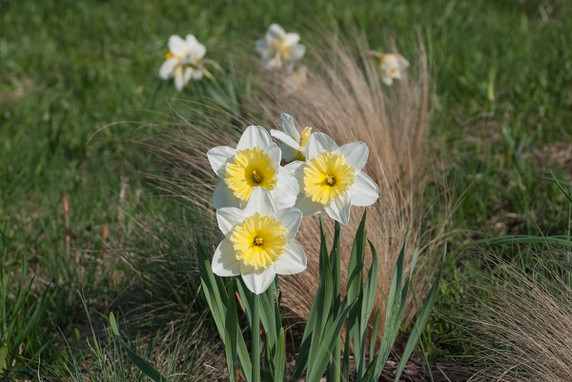 Daffodil 'Ice Follies' -  5 bulbs