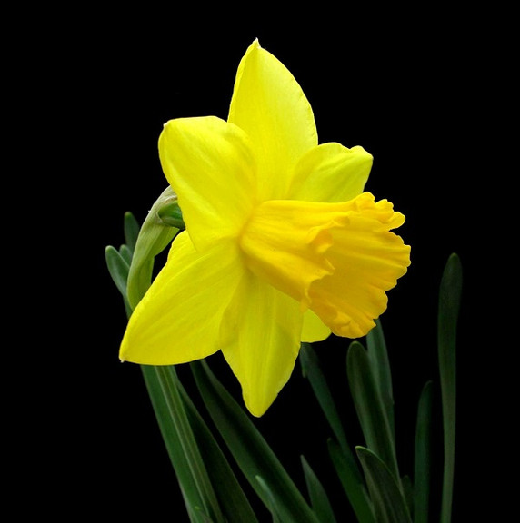 Daffodil 'Carlton' -  5 bulbs