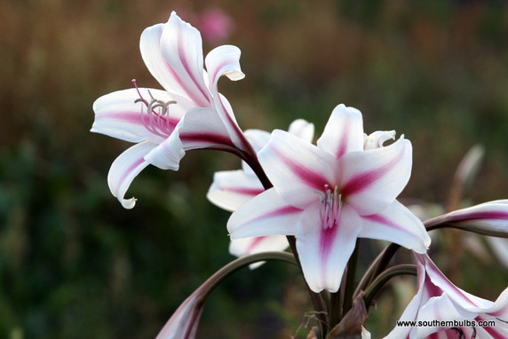 Crinum 'Milk & Wine Lily' (Jumbo) - 1 bulb