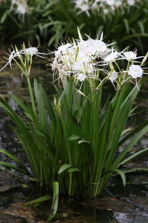 Hymenocallis liriosme (native) - "Texas Spider Lily" - 2 Bulbs!