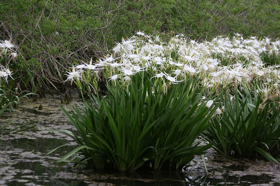 Hymenocallis liriosme (native) - "Texas Spider Lily" - 2 Bulbs!