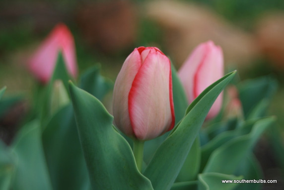 Tulipa 'Van Eijk' - 5 bulbs