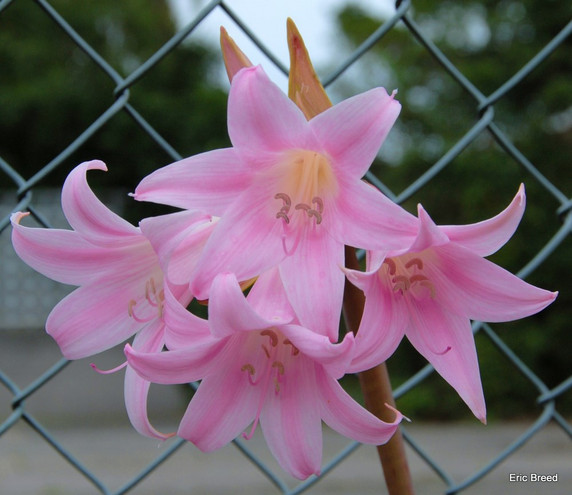 (Pack of 3) The Amaryllis belladonna is a lovely, drought-resistant Amaryllis. It sends up naked stalks topped off by 6-12 trumpet-shaped pink blooms in late summer through fall. The blooms emit a nice pink-sweet fragrance. ATTENTION: These bulbs only perform well in California! Do not try to grow them in any other state. Zones 7-10