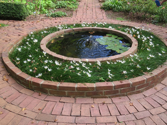 The white rain lily used in mass around a fountain.