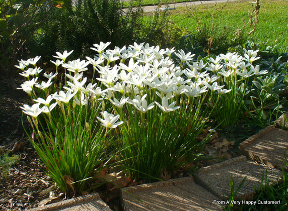 Zephyranthes candida 'White Rain Lily' - 10 bulbs