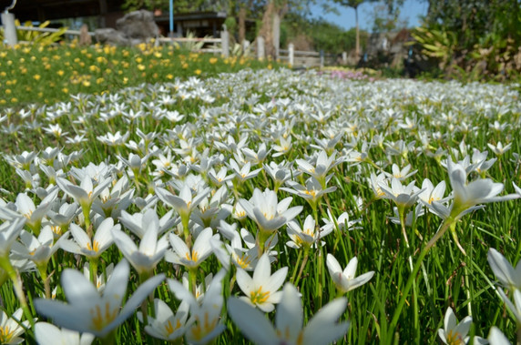 Zephyranthes candida 'White Rain Lily' - 10 bulbs