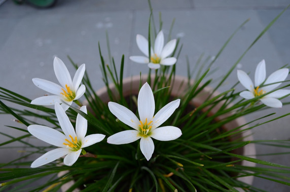 Zephyranthes candida 'White Rain Lily' - 10 bulbs