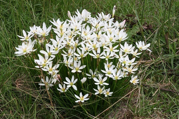 Zephyranthes candida 'White Rain Lily' - 10 bulbs