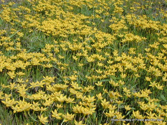 Zephyranthes citrina 'Yellow Rain Lily' - 10 bulbs