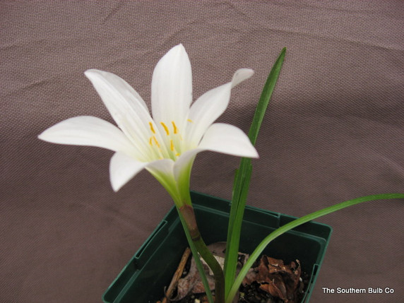Available Now in Limited Supply! - (Pack of 5) - The Giant Prairie Lily - A Texas Native! Zones 7-10