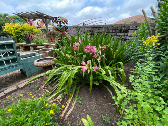 Crinum 'Ellen Bosanquet' (Jumbo) - 1 bulb