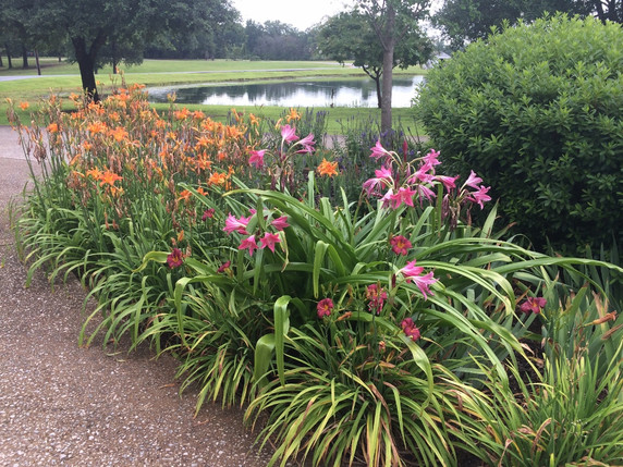 Crinum 'Ellen Bosanquet' (Jumbo) - 1 bulb