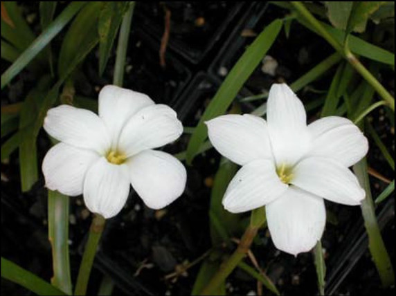 White form of the Z. labuffarosa rain lily.