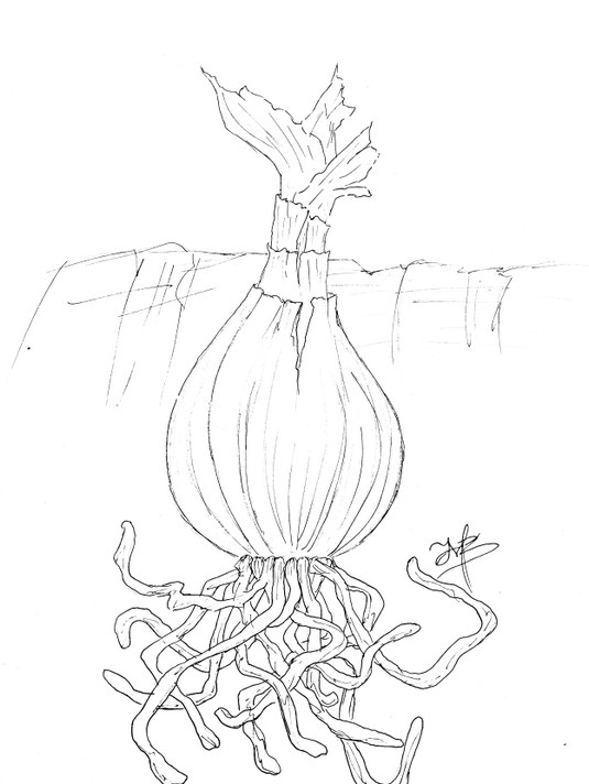 Hymenocallis 'Tropical Giant' (Regular) - 1 bulb