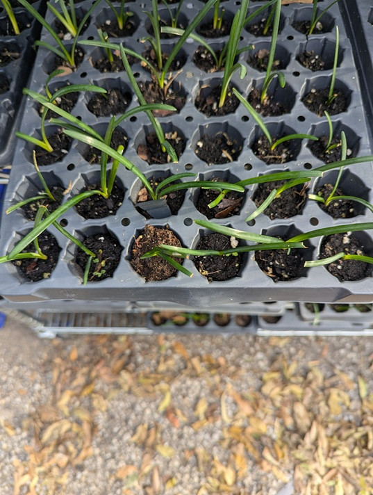 White Spider Lily (Lycoris albiflora) - 12 plugs