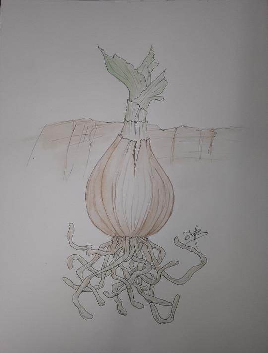 Crinum 'Milk & Wine Lily' (Small) - 1 bulb