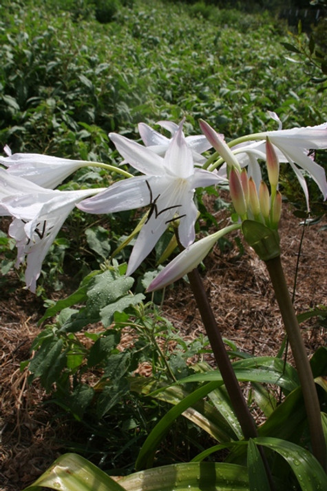 Crinum Summer Nocturne - 1 Large-Sized Bulb