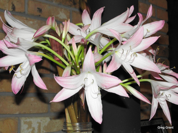 Crinum Summer Nocturne - 1 Large-Sized Bulb