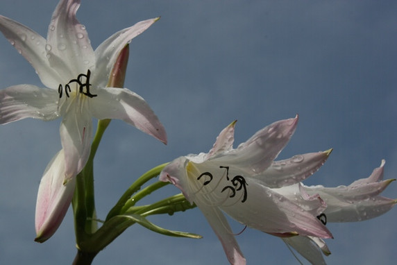 Crinum Summer Nocturne - 1 Large-Sized Bulb