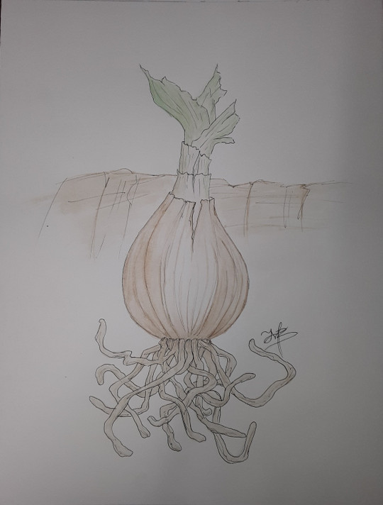 Crinum Summer Nocturne - 1 Large-Sized Bulb