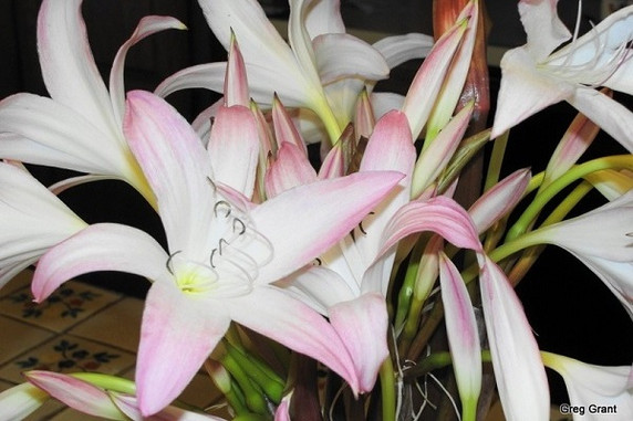Crinum Summer Nocturne - 1 Large-Sized Bulb