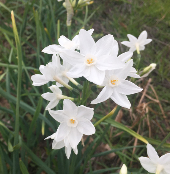 Old-Fashioned Paperwhites
