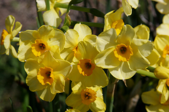 Heirloom 'Golden Dawn' - 10 bulbs