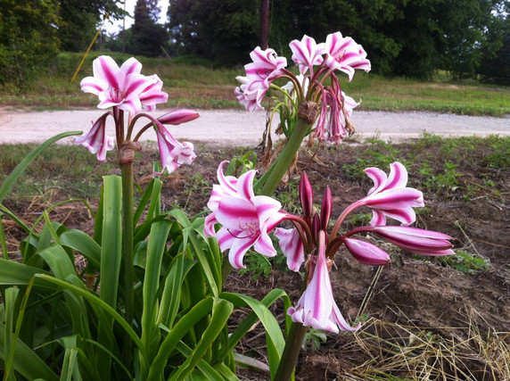 Crinum 'Carroll Abbott'