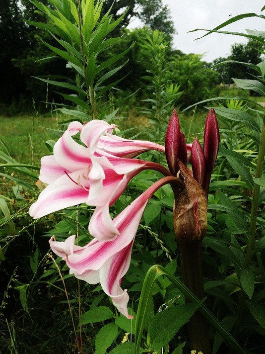 Crinum 'Carroll Abbott'