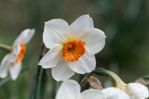 Daffodil 'Barret Browning' - 5 bulbs