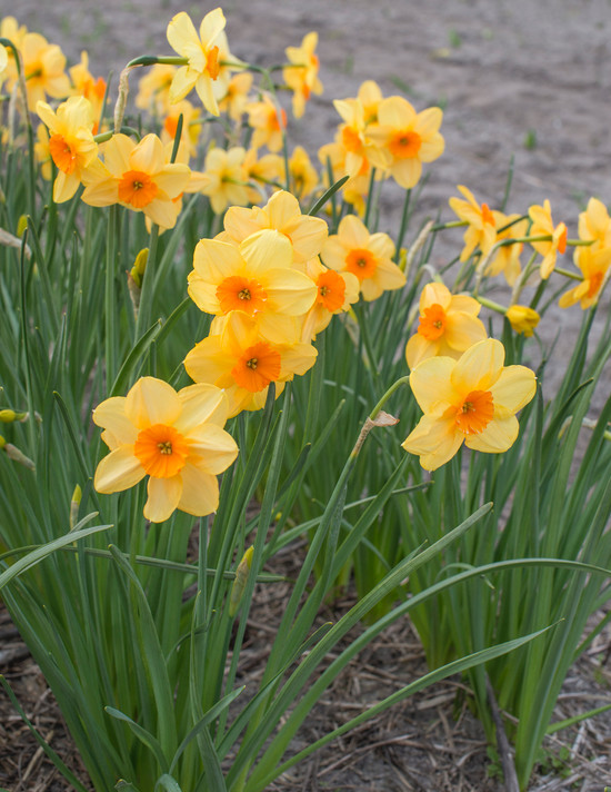 Daffodil 'Kedron' -  bulbs